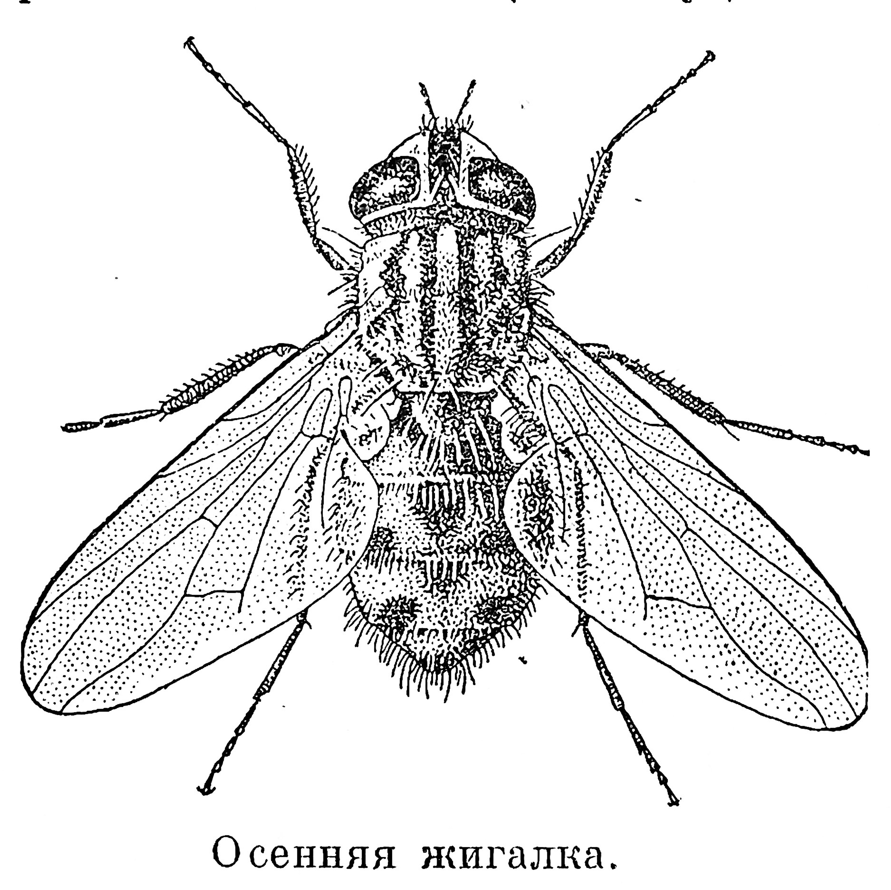 Муха жигалка на латыни. Жужжальца мухи. Осенняя жигалка переносчик возбудителя. Осенняя жигалка укус. Муха жигалка.
